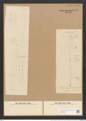 Sceptroneis ? gompohnema (Jan. et Rabh.) (de-Toni-Nr.: Genus 63, Species 2568) Zeichnungen Sammlung Grunow Nr. 5128 (NHMW-BOT-W0373435)